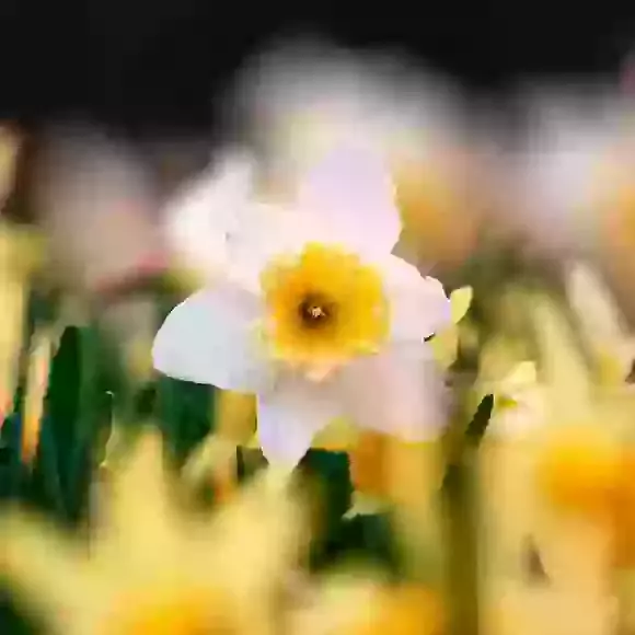 Daffodils & Narcissi
